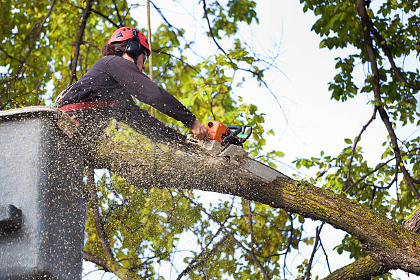 How Our Tree Care Process Works  in  North Logan, UT